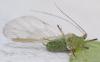 Acyrthosiphon pisum